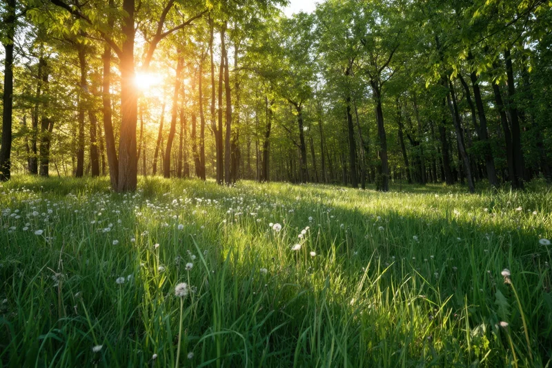 Sunlit forest clearing with tall trees and lush green grass dotted with dandelions