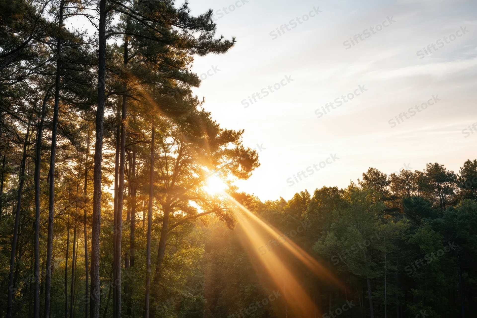 Golden sunlight streaming through tall pine trees in a dense forest at sunrise