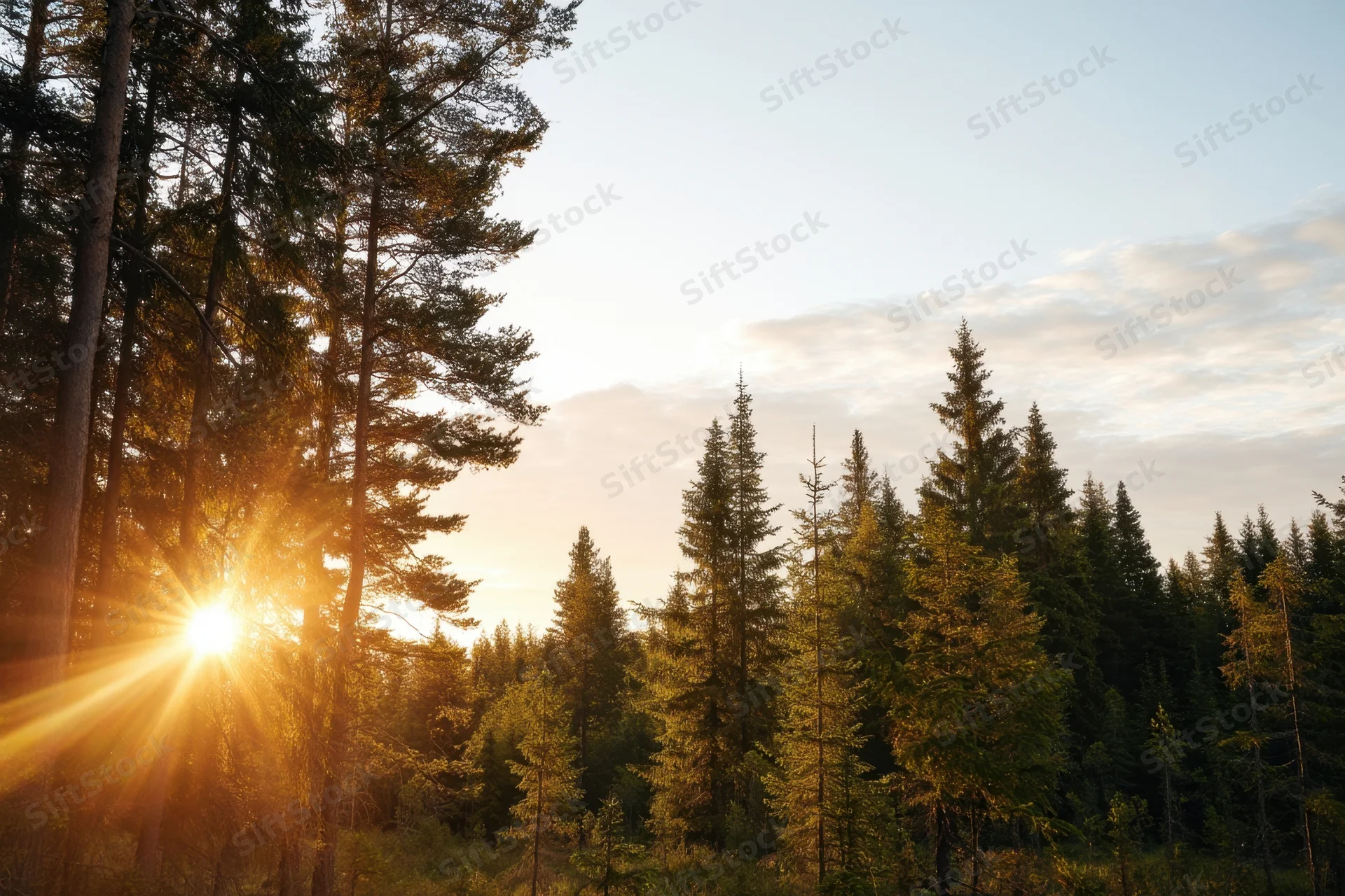 Sunrise glowing through dense pine forest at dawn