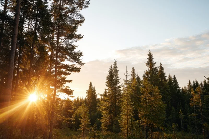 Sunrise glowing through dense pine forest at dawn