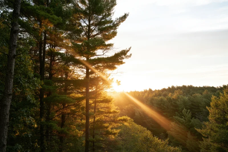 Sunrise over dense forest with golden light spilling through trees