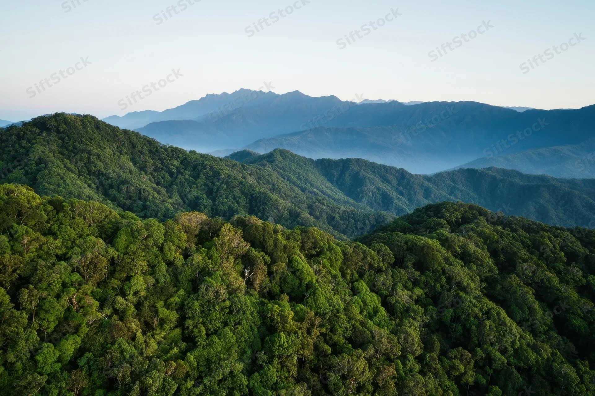 Aerial view of lush rainforest canopy stretching over rolling mountains under soft morning light