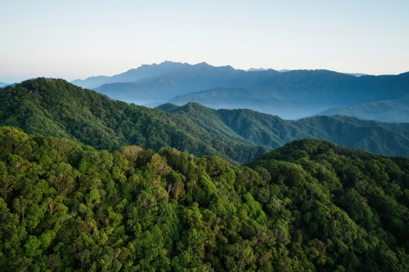Aerial view of lush rainforest canopy stretching over rolling mountains under soft morning light