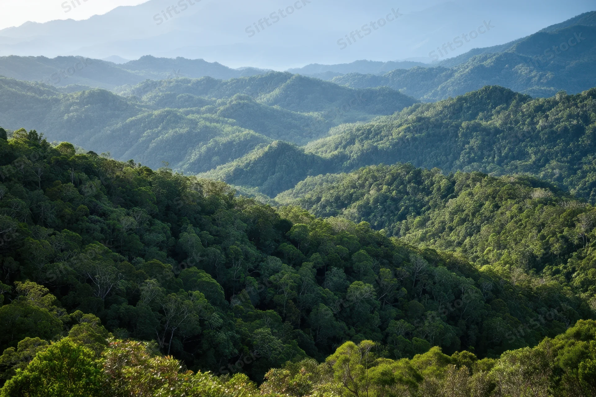 Sweeping view of dense rainforest canopy covering rolling mountains under soft morning light