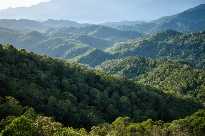 Sweeping view of dense rainforest canopy covering rolling mountains under soft morning light