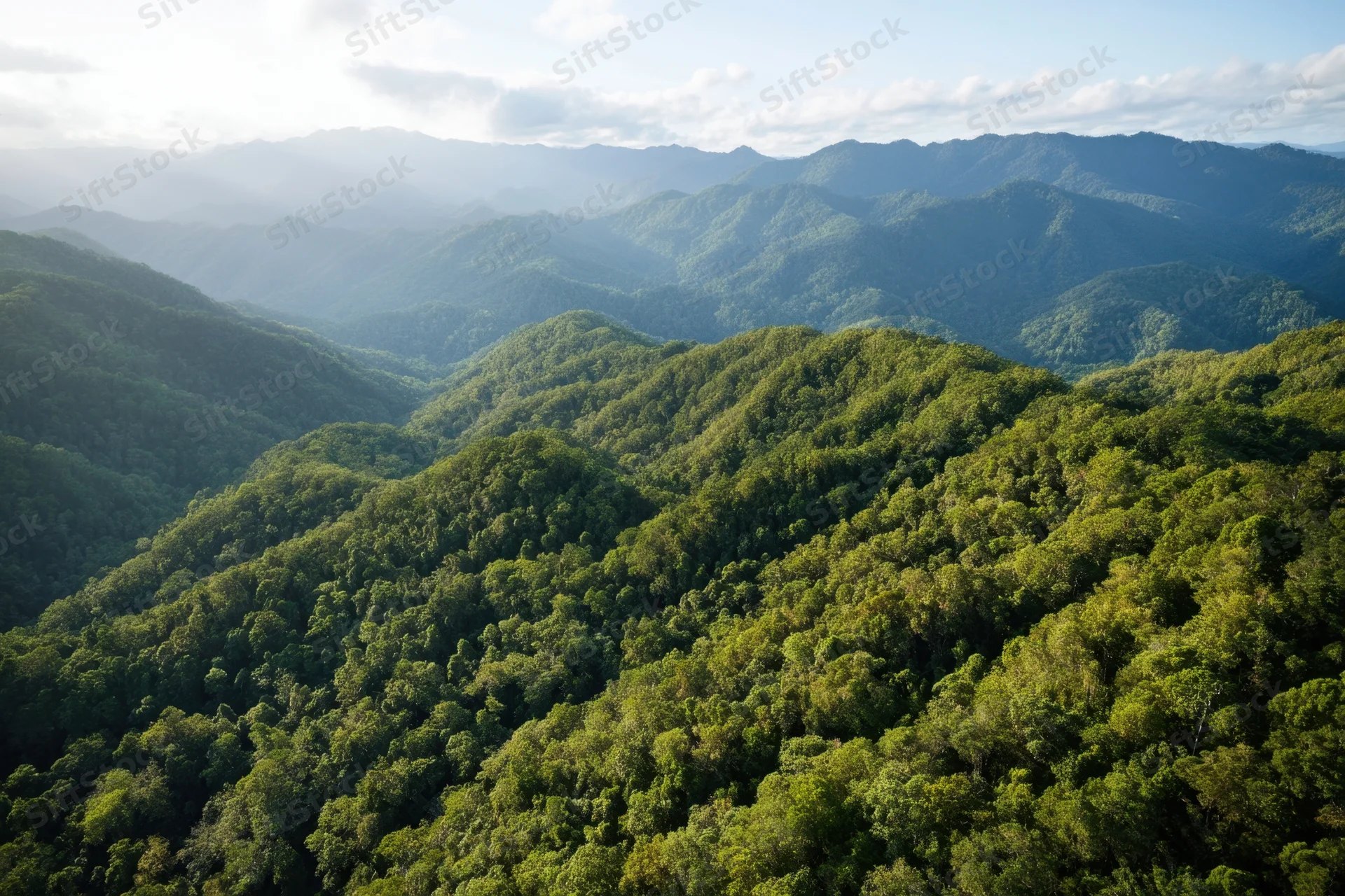 Sweeping view of dense rainforest canopy covering rolling mountains under soft morning light