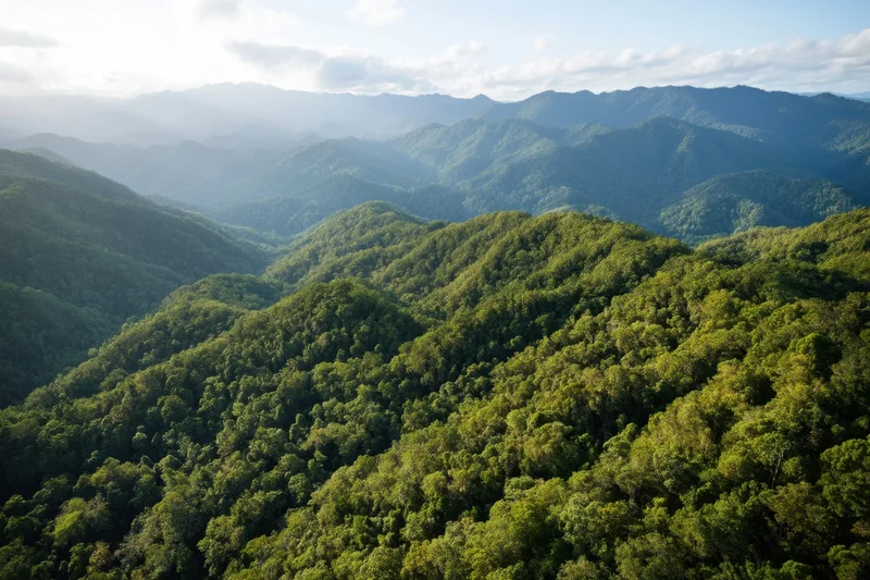 Sweeping view of dense rainforest canopy covering rolling mountains under soft morning light