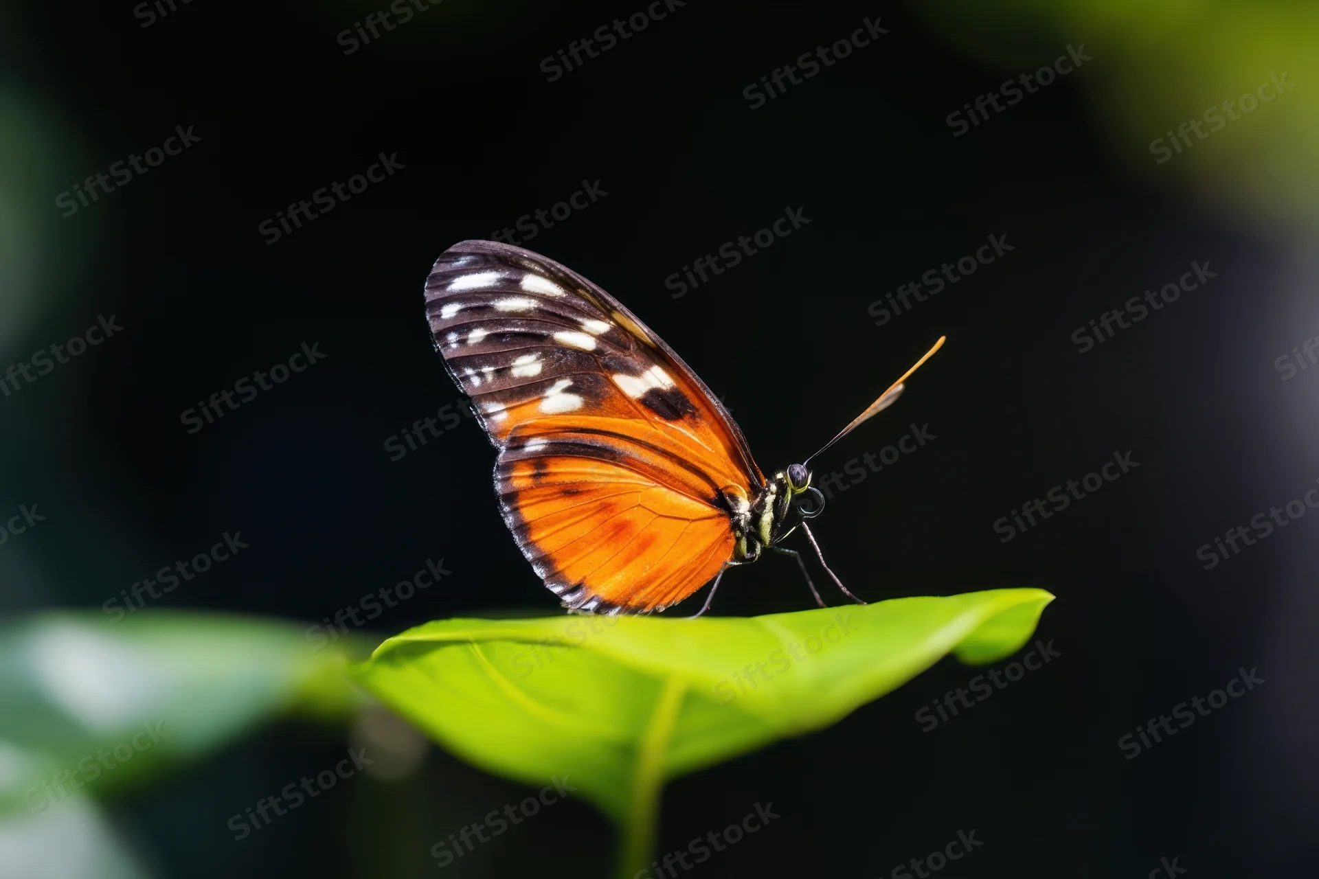 Orange butterfly with black and white wing markings resting on a green leaf