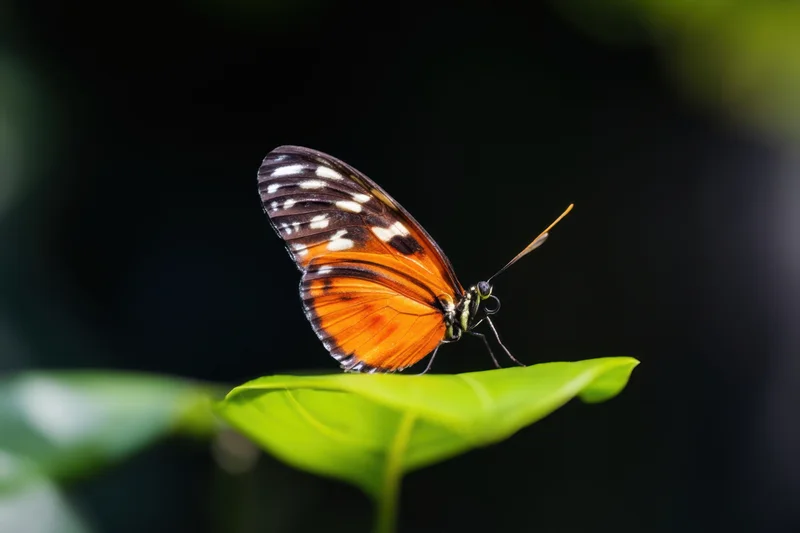 Orange butterfly with black and white wing markings resting on a green leaf
