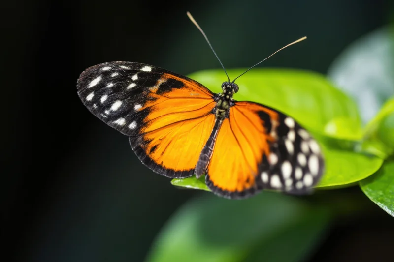 Orange butterfly with black and white wing markings resting on a green leaf