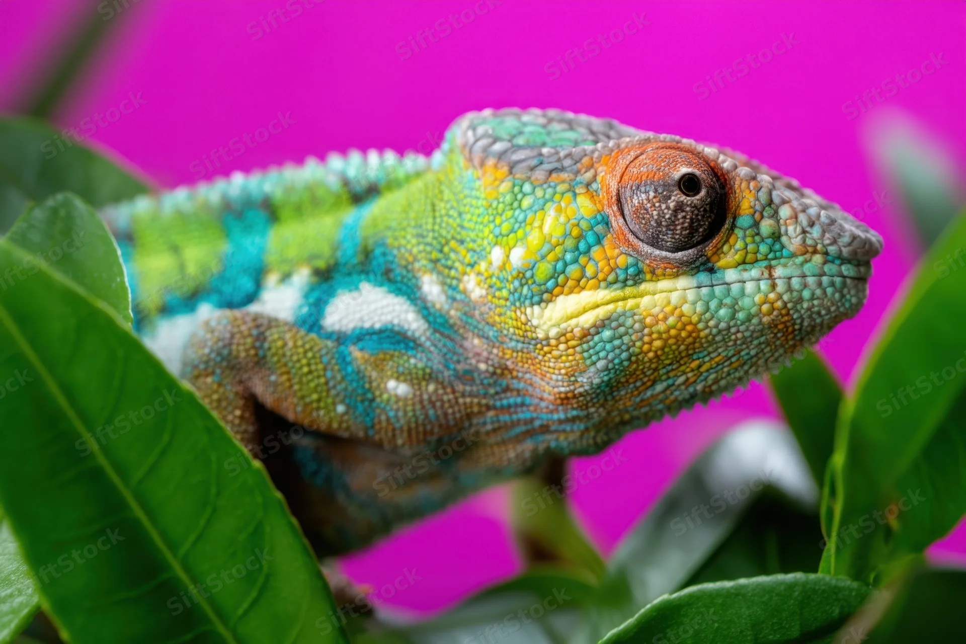 Colorful chameleon in profile among green leaves against pink background