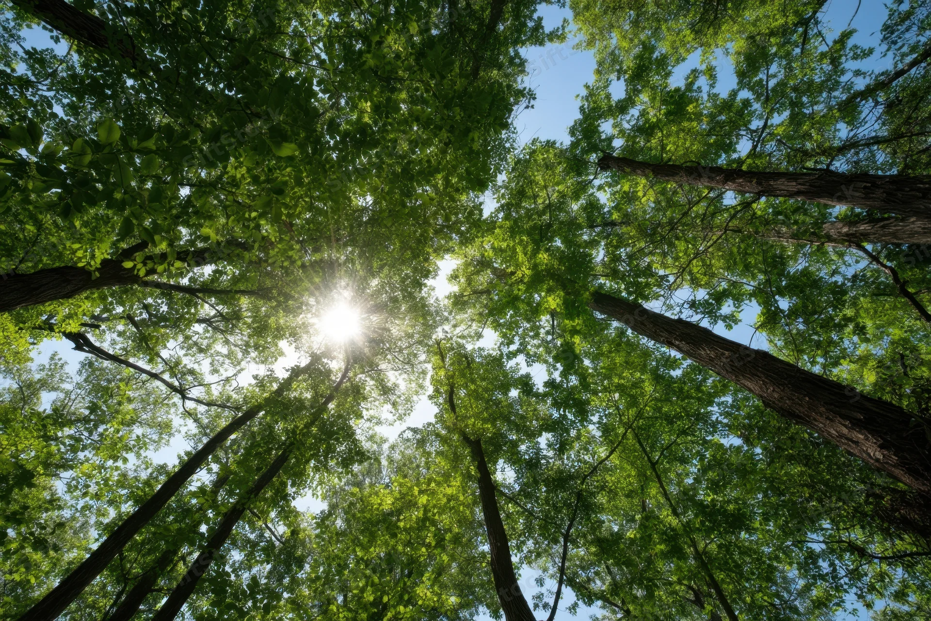 Upward view of dense green forest canopy with sun shining through leaves against blue sky