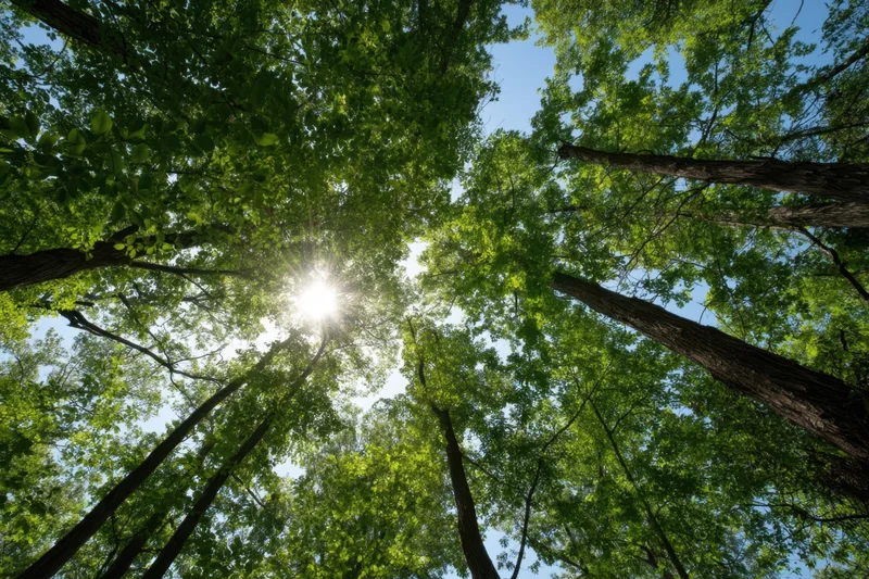Upward view of dense green forest canopy with sun shining through leaves against blue sky