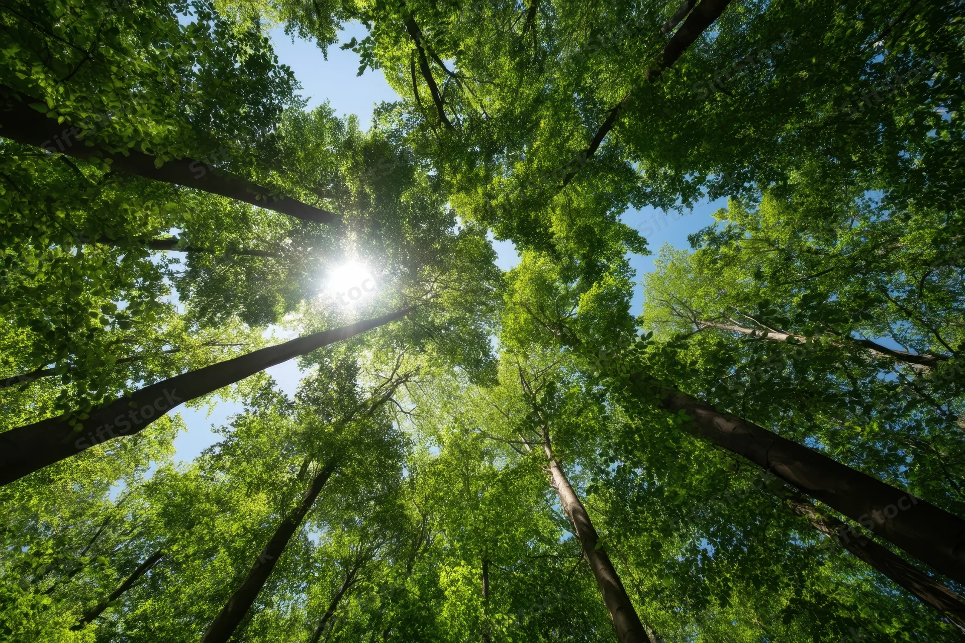 Upward view of tall trees in a dense green forest canopy with sunlight filtering through the leaves against a blue sky