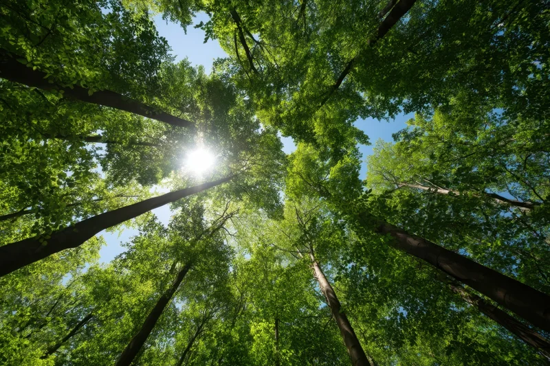 Upward view of tall trees in a dense green forest canopy with sunlight filtering through the leaves against a blue sky