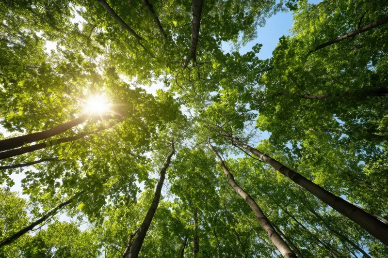 Upward view of dense green forest canopy with sun shining through leaves against blue sky