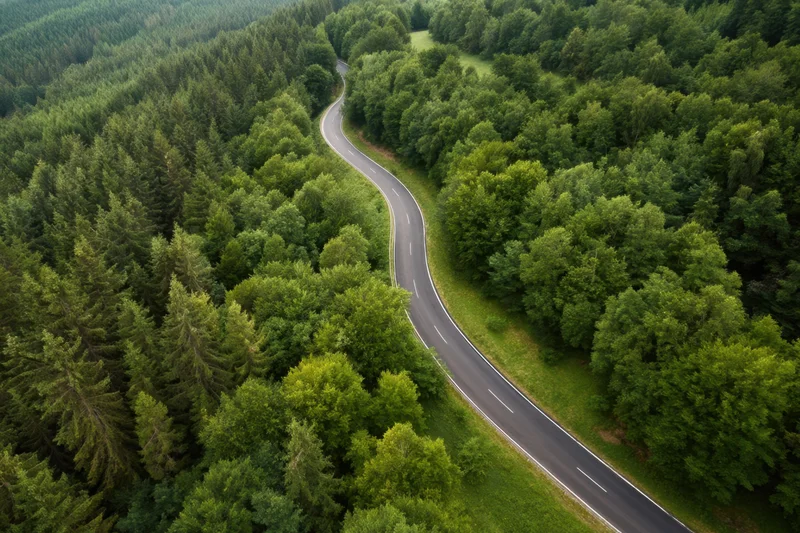 Winding road through dense green forest from aerial view