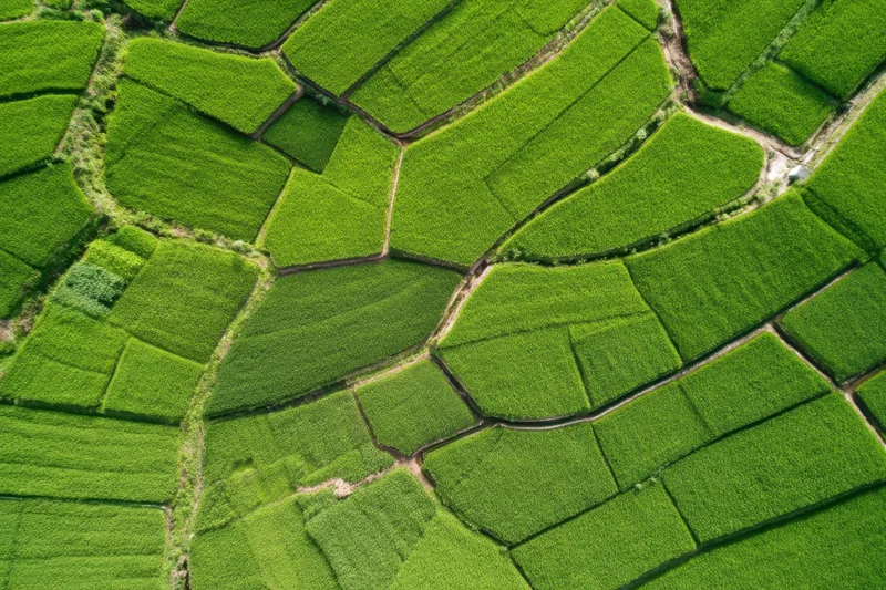 Aerial view of lush green terraced rice fields forming a mosaic pattern in rural landscape