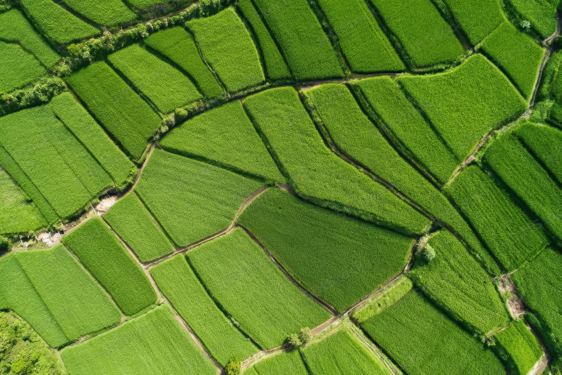 Aerial view of lush green terraced rice fields forming a mosaic pattern in rural landscape
