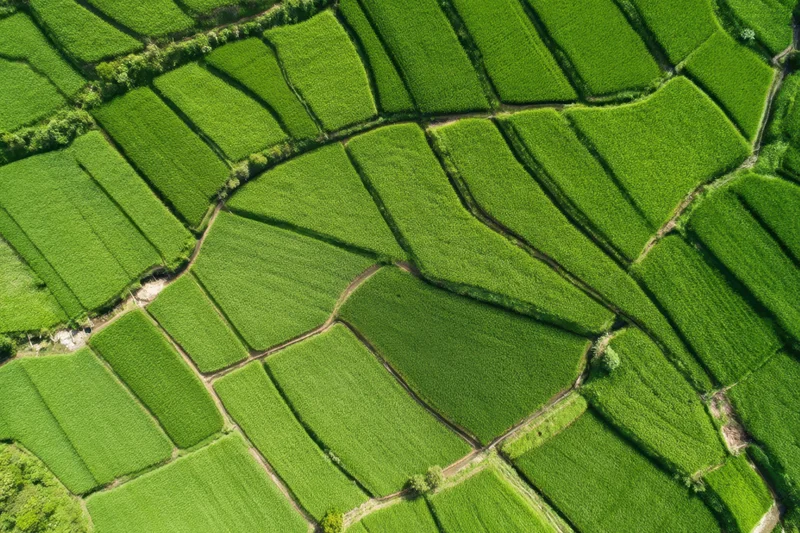 Aerial view of lush green terraced rice fields forming a mosaic pattern in rural landscape