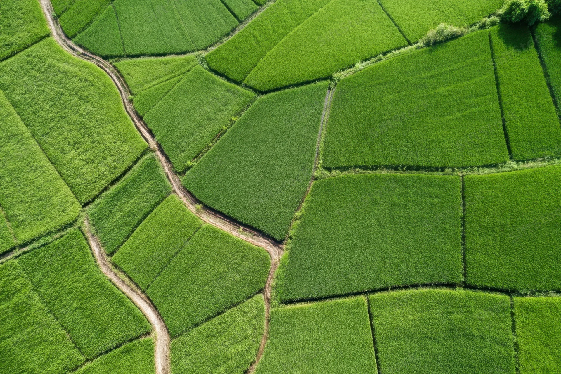 Aerial view of lush green terraced rice fields forming a mosaic pattern across rural farmland