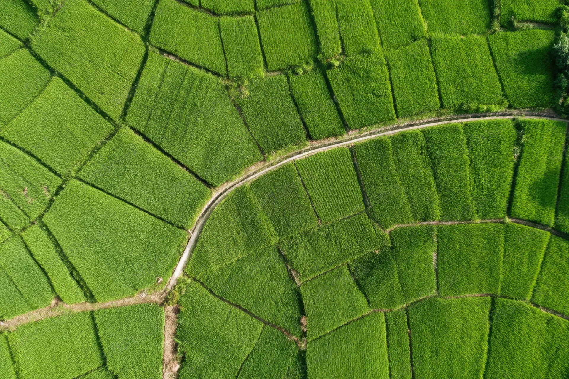 Aerial view of terraced rice fields forming a green mosaic pattern with winding path through farmland