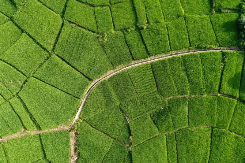 Aerial view of terraced rice fields forming a green mosaic pattern with winding path through farmland