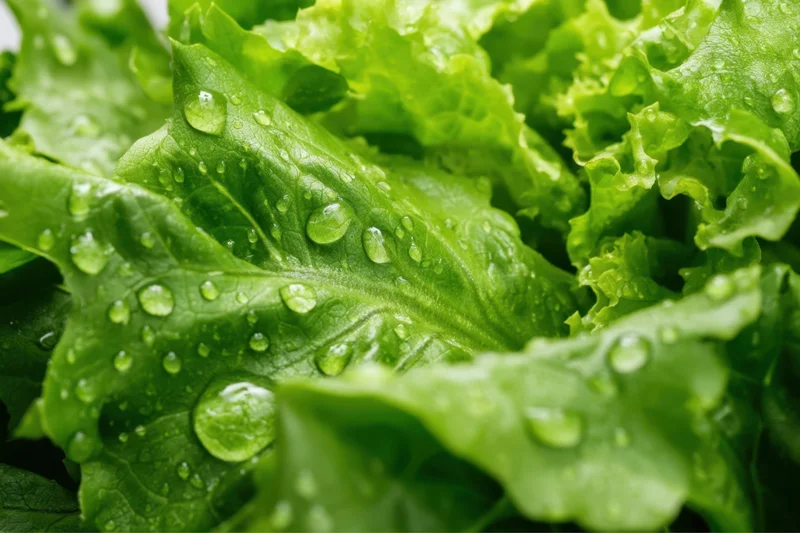 Close-up of fresh green lettuce leaves with water droplets on surface
