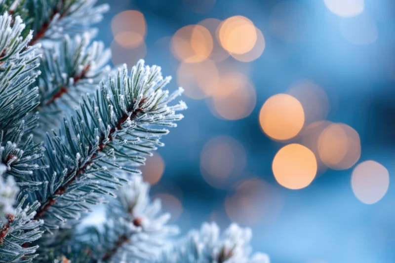 Frost-covered pine branches with bokeh lights in the background