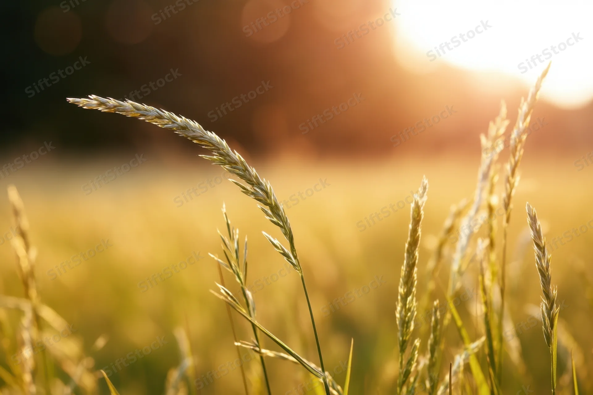 Slender grass blades in a sunlit field at golden hour
