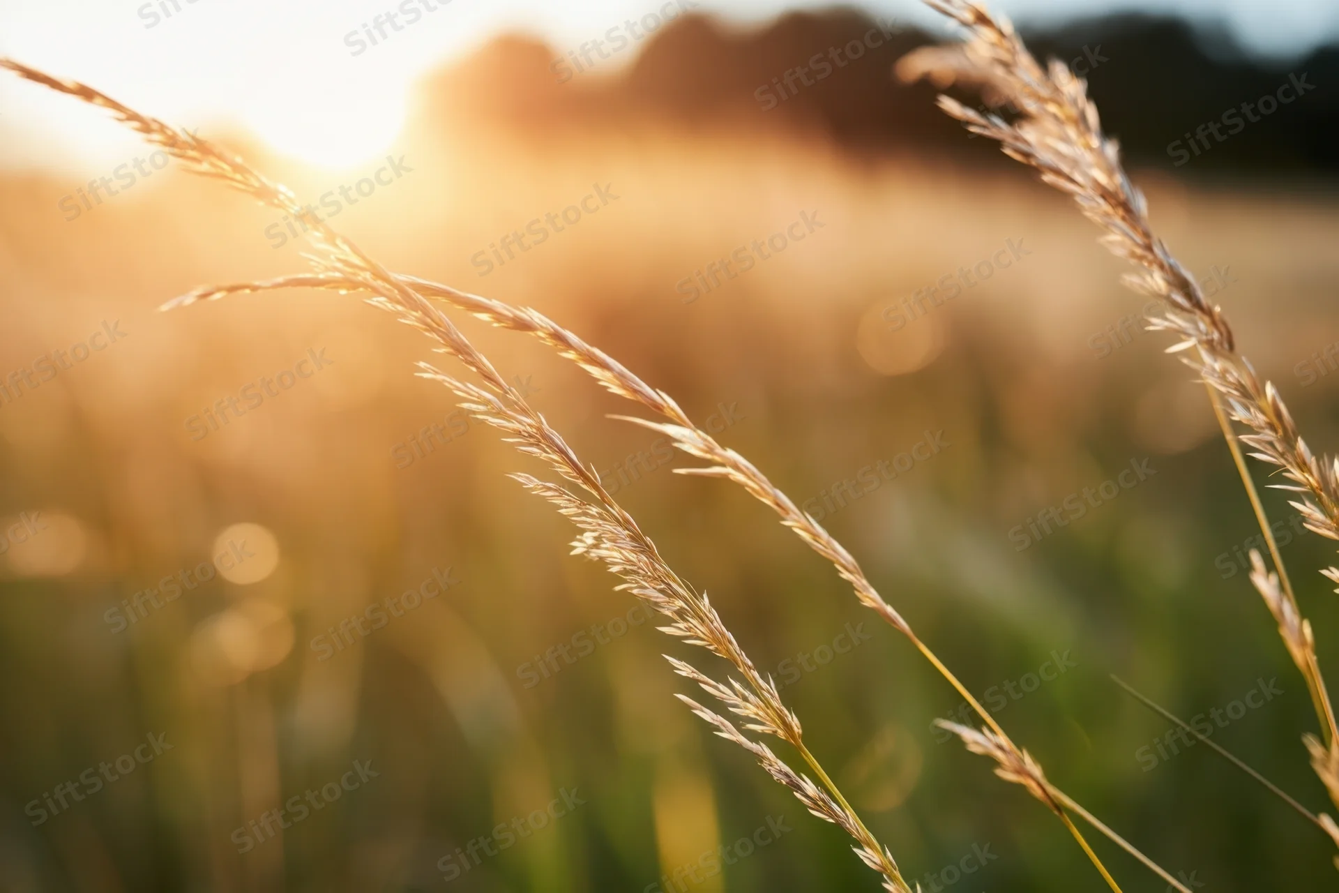 Closeup of slender grass blades in a sunlit field at golden hour