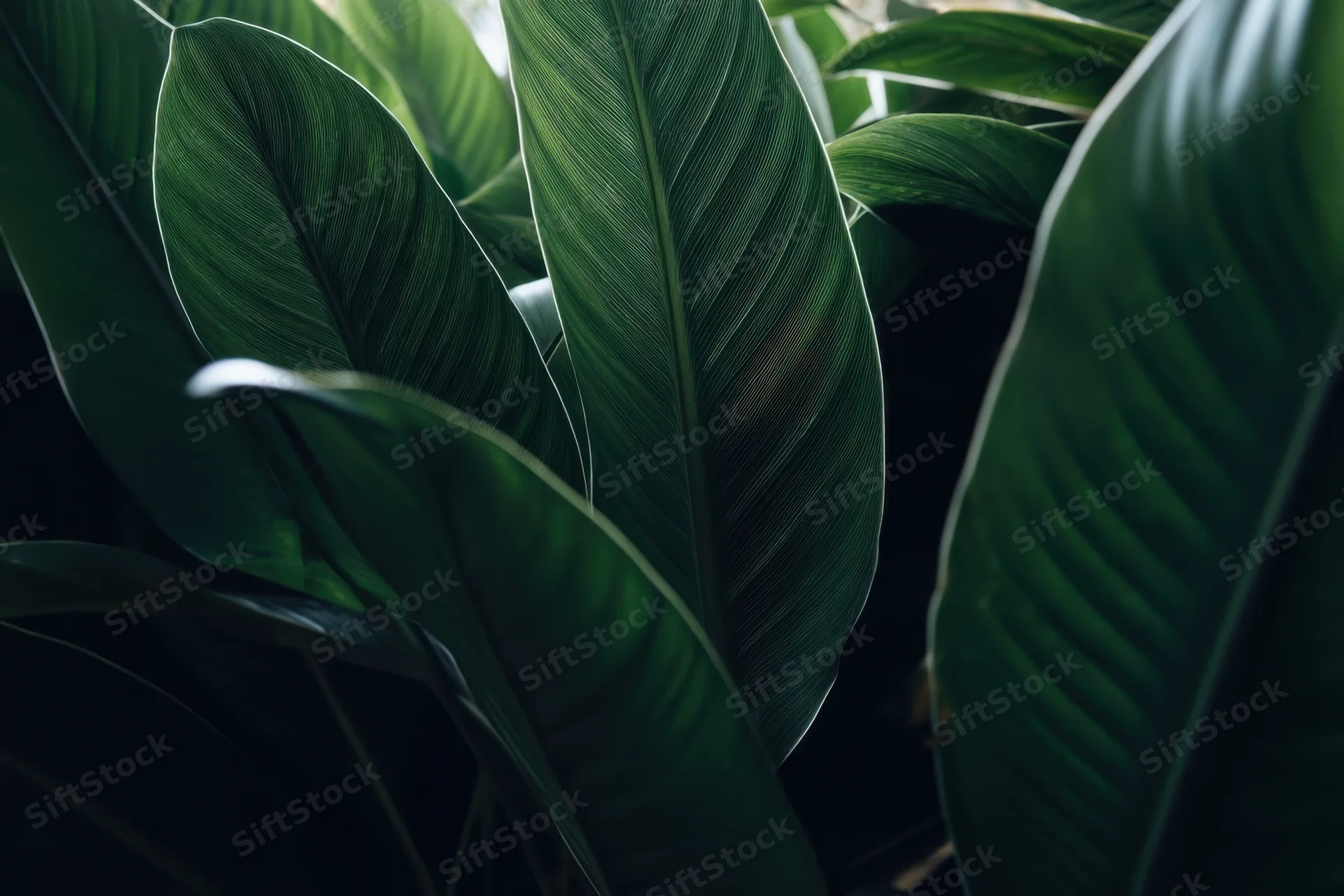 Closeup of dense overlapping dark green tropical leaves in natural shade