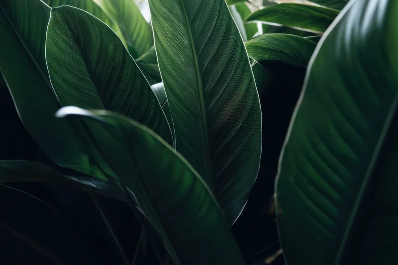 Closeup of dense overlapping dark green tropical leaves in natural shade