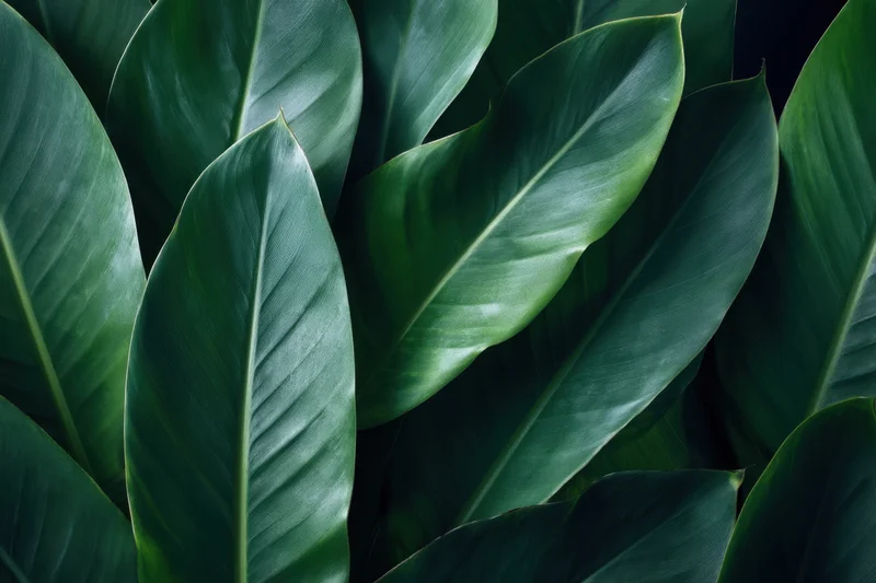 Closeup of large tropical leaves in dense cluster with glossy texture and dark green color