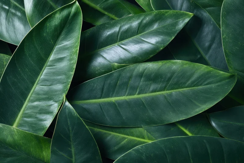 Closeup of large glossy green tropical leaves arranged in dense overlapping cluster