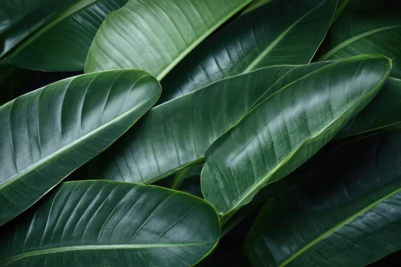 Dense cluster of large tropical banana leaves overlapping in a lush green arrangement