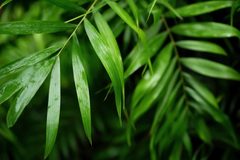 Closeup of wet bamboo leaves in a lush tropical garden