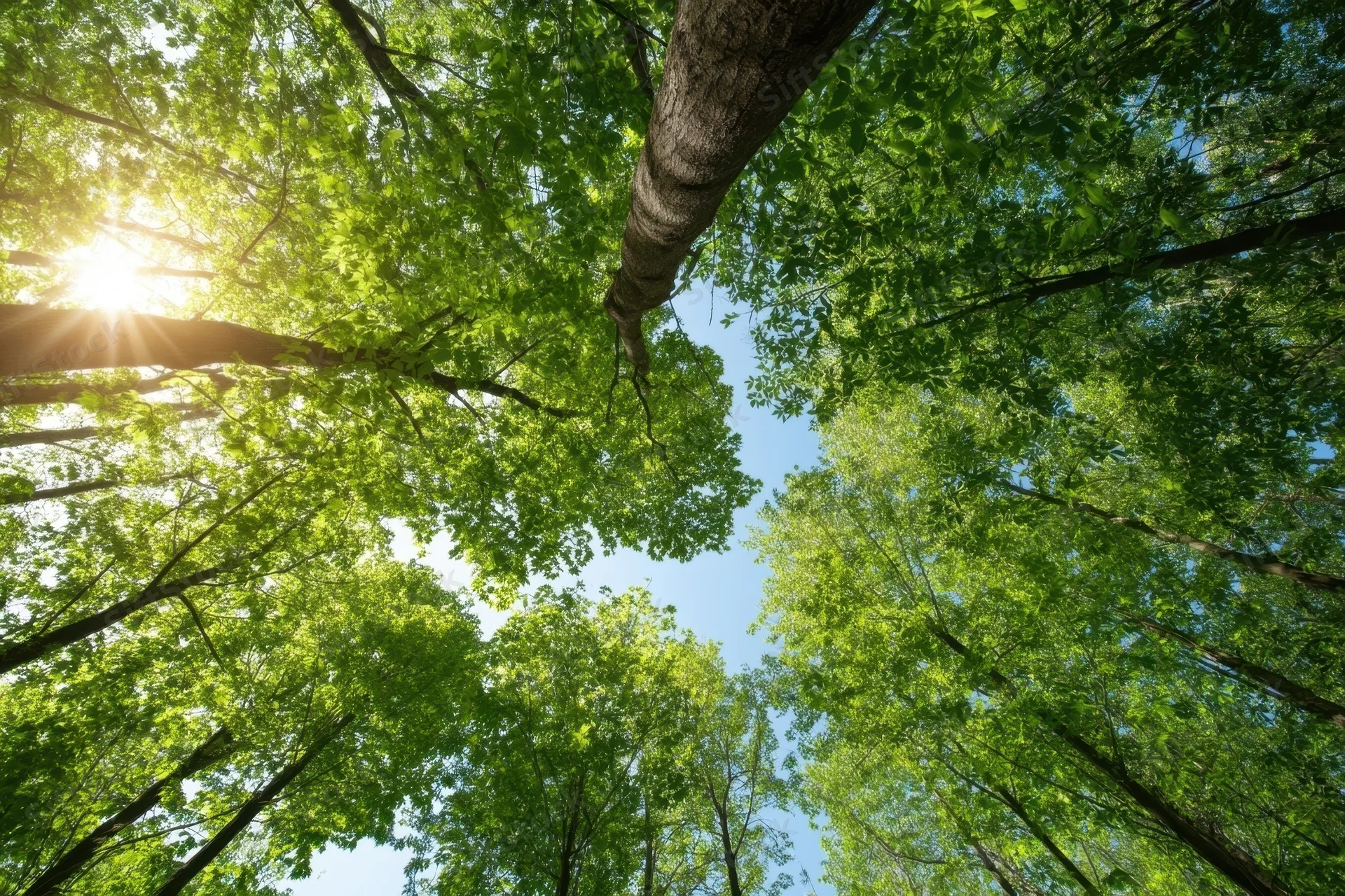 Upward view of dense green forest canopy with sunlight filtering through leaves against blue sky