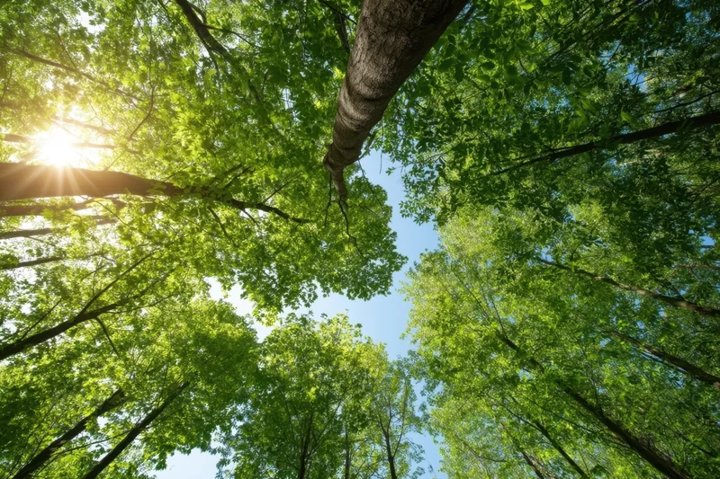 Upward view of dense green forest canopy with sunlight filtering through leaves against blue sky