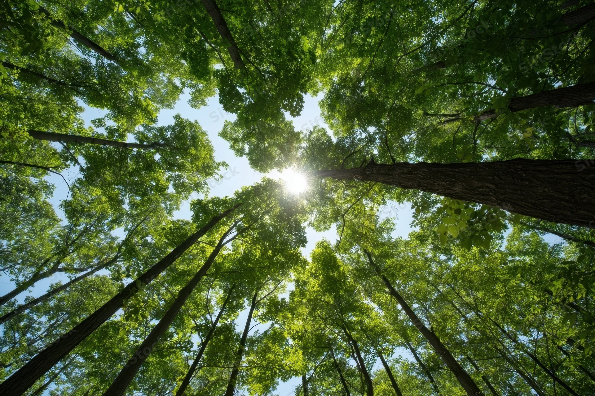 Upward view of tall trees with green leaves forming a dense forest canopy against a blue sky with sunlight filtering through