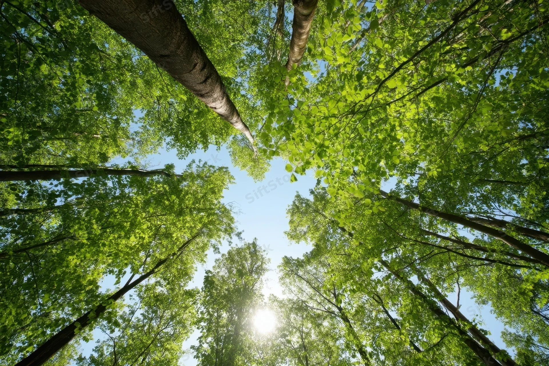 Upward view of tall trees with green leaves forming a forest canopy against a bright blue sky with sunlight filtering through