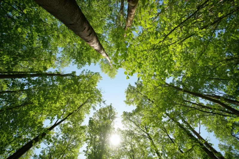 Upward view of tall trees with green leaves forming a forest canopy against a bright blue sky with sunlight filtering through