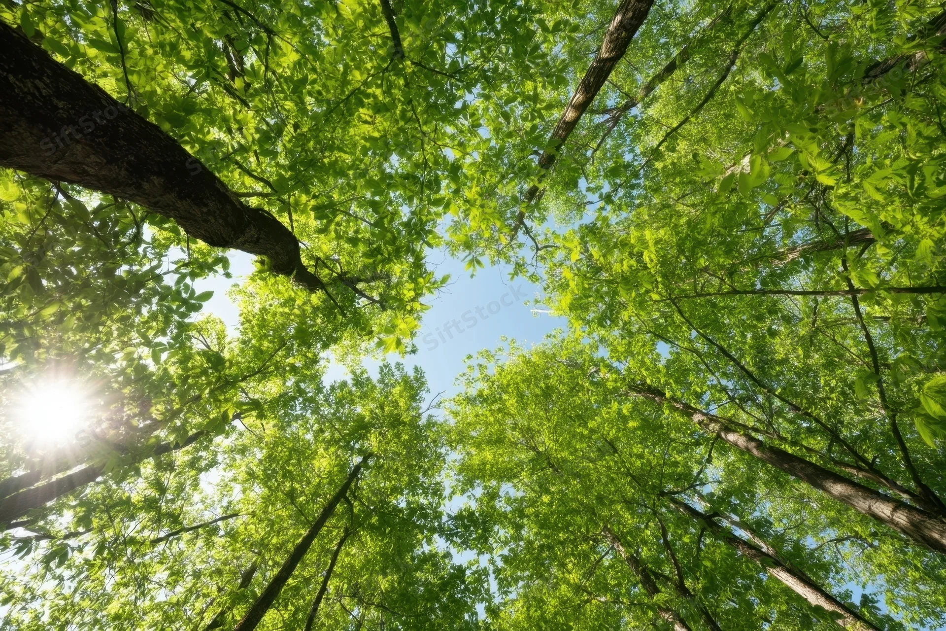 Upward view through dense green forest canopy with sunlight filtering through leaves against blue sky