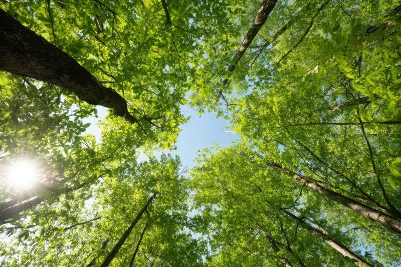 Upward view through dense green forest canopy with sunlight filtering through leaves against blue sky