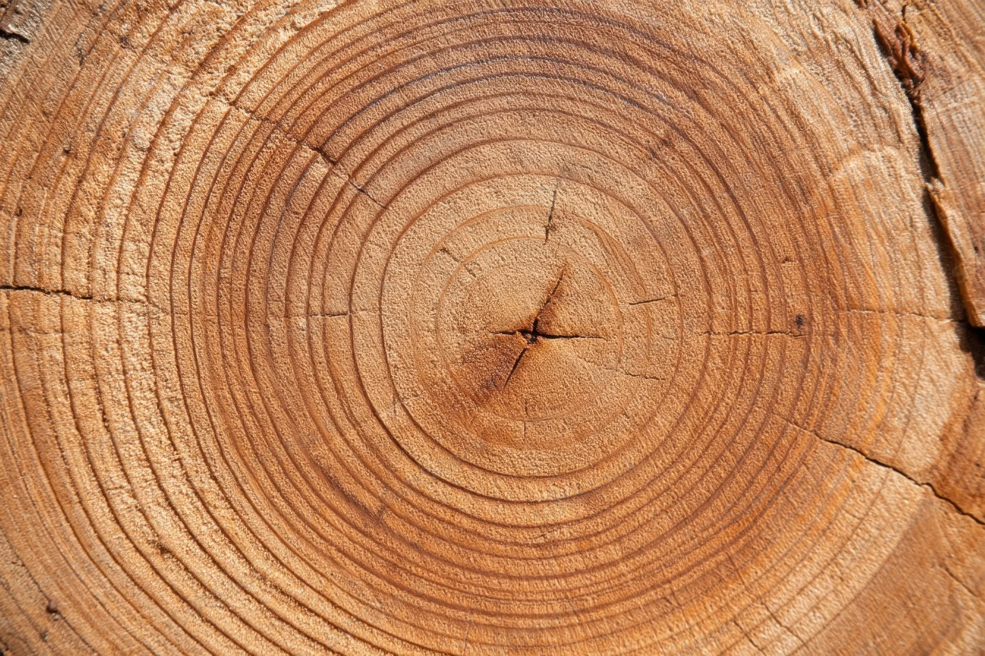 Close-up of a tree trunk cross-section showing concentric growth rings and natural wood texture