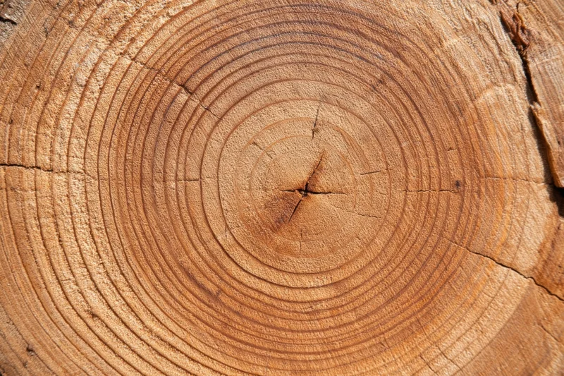 Close-up of a tree trunk cross-section showing concentric growth rings and natural wood texture