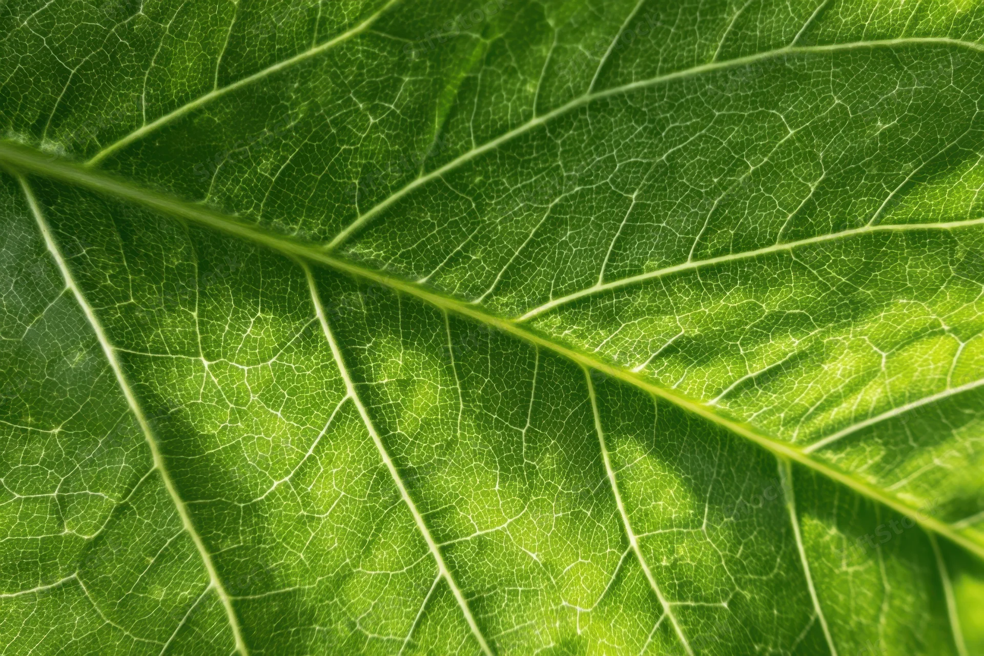 Close-up of a green leaf showing detailed vein structure and natural texture