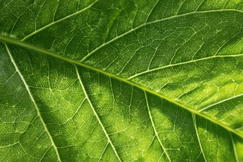 Close-up of a green leaf showing detailed vein structure and natural texture
