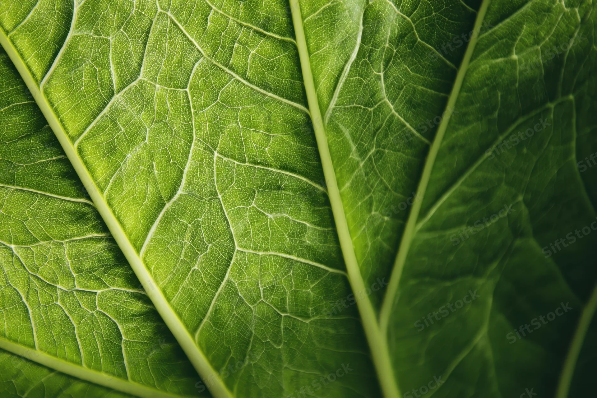Close-up of a green leaf showing detailed pale veins and natural texture