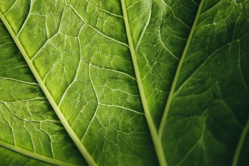 Close-up of a green leaf showing detailed pale veins and natural texture